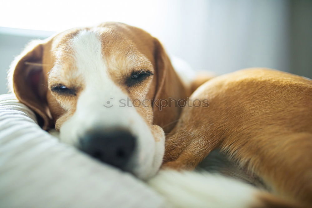 Similar – Image, Stock Photo schwesta siesta Animal Pet