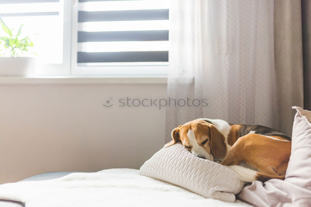 Similar – Image, Stock Photo cute dog lying on bed with an alarm clock