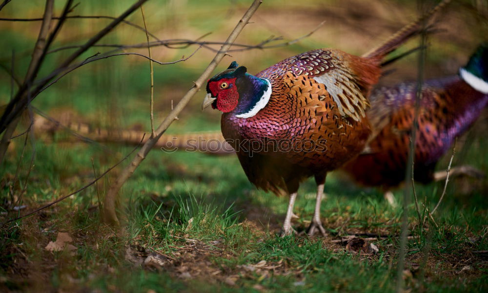 Similar – Image, Stock Photo grasp one’s food Barn fowl