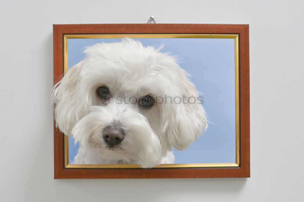 Similar – Image, Stock Photo SUSPECTED SIMILARITY Dog