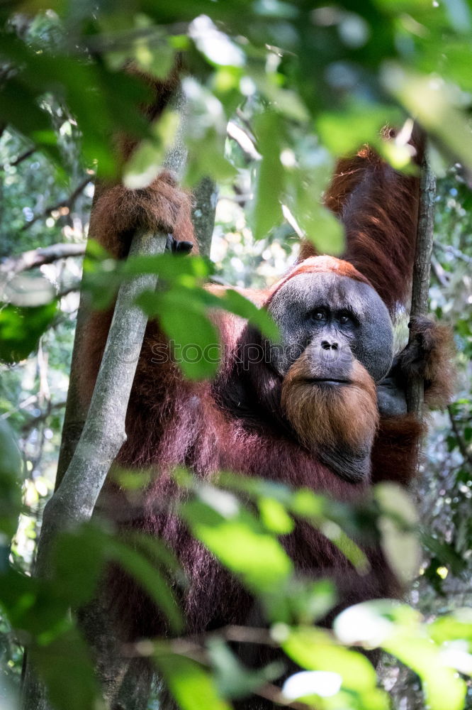 Similar – Image, Stock Photo A magestic male orangutan, hanging in a tree, looks at the lens