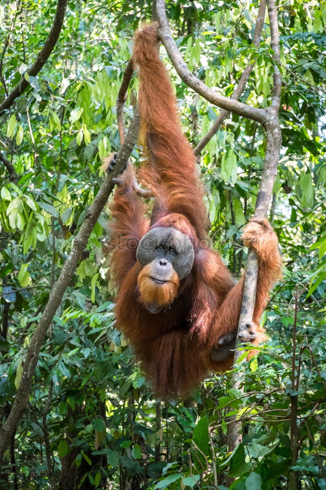 Similar – Image, Stock Photo A magestic male orangutan, hanging in a tree, looks at the lens