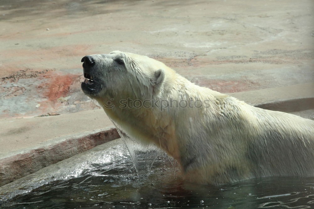 Foto Bild Eisbär Tier Zoo Aalborg