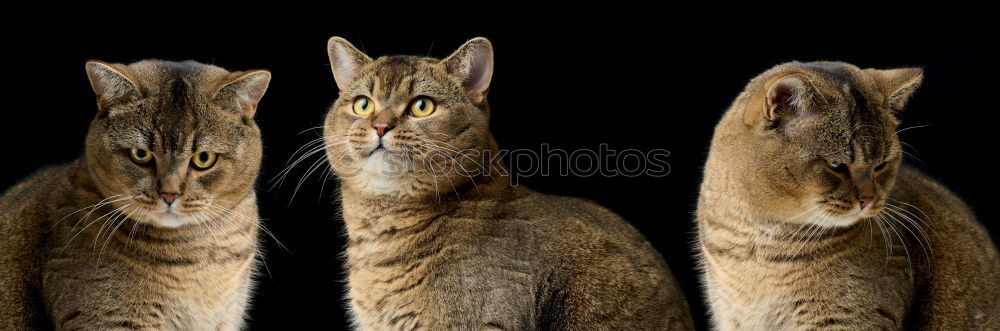 Similar – Image, Stock Photo hangover Cat Man Black