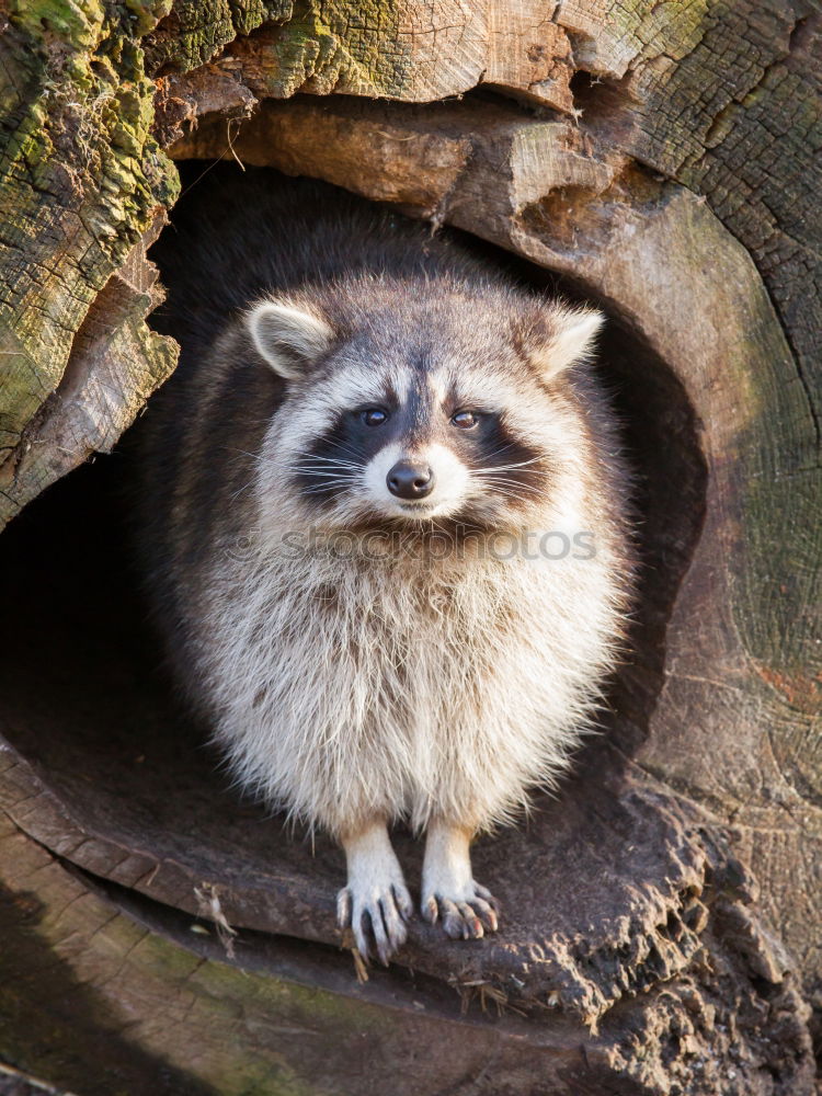 Similar – Foto Bild Gestatten, Hörnchen. Tier