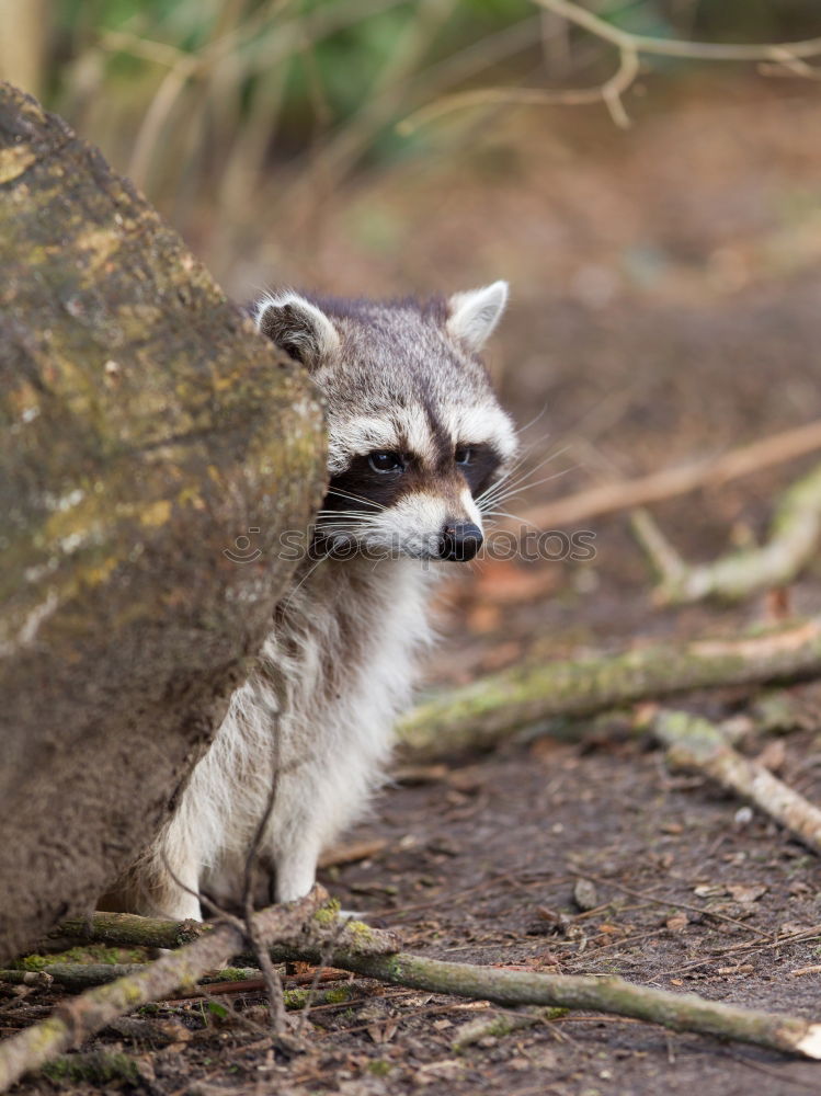 Similar – meerkats Winter Animal