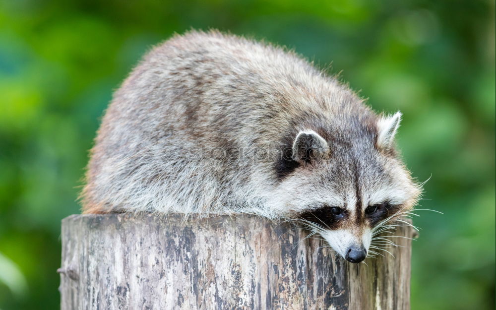 Similar – raccoon Animal Wild animal