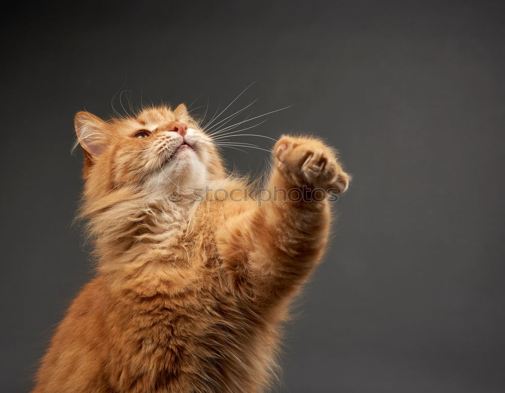 Similar – Image, Stock Photo Playing cats in nature, cat portraits