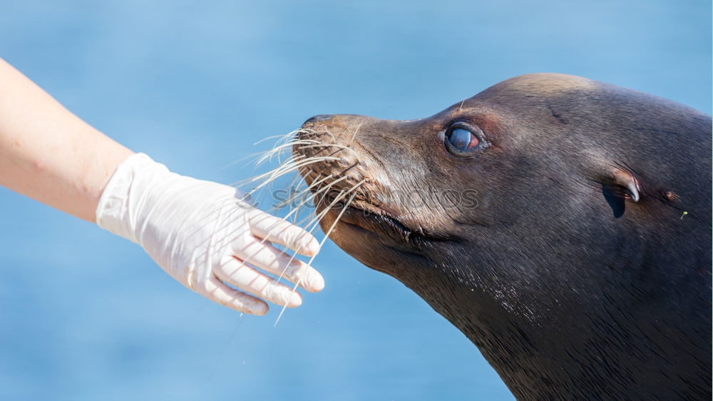 Similar – Image, Stock Photo Animal Encounter