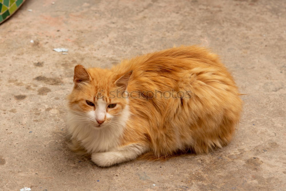 Similar – Image, Stock Photo morocco and house background