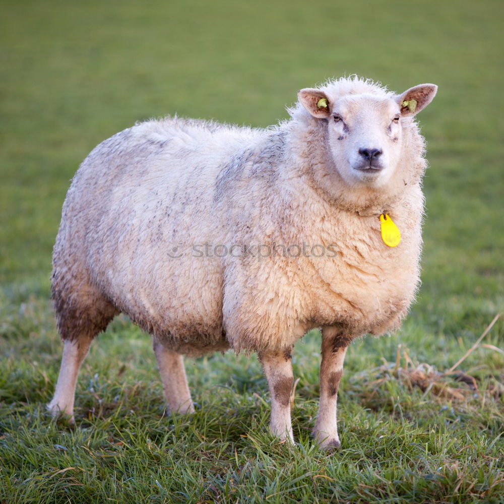 Similar – Image, Stock Photo North Sea Tour II Animal