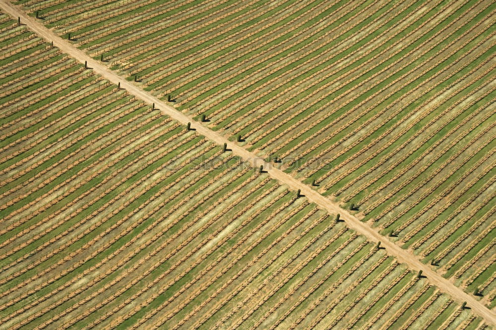Similar – Foto Bild Bambus4 Umwelt Natur