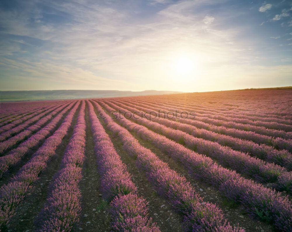 Similar – Image, Stock Photo #A# Lavender picker