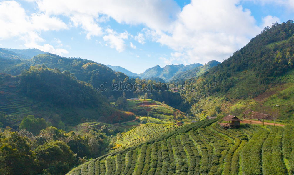 Similar – Image, Stock Photo tea for the weekend