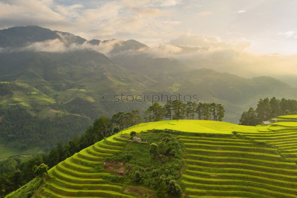 Similar – Image, Stock Photo green carpet