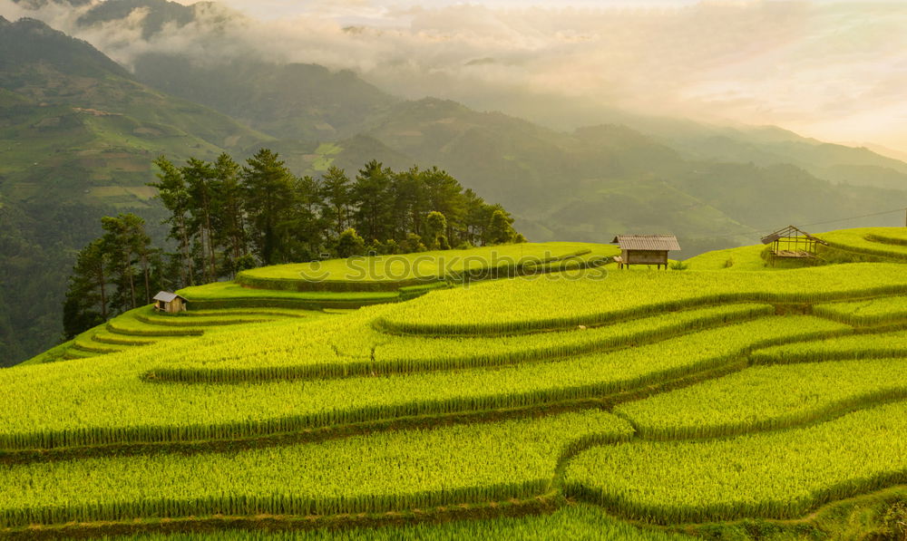 Similar – Top view of the rice paddy fields in northern Thailand