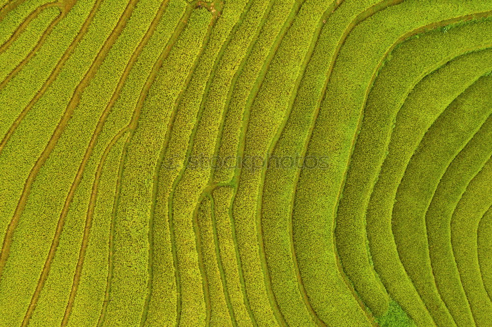 Similar – banana leaf Banana