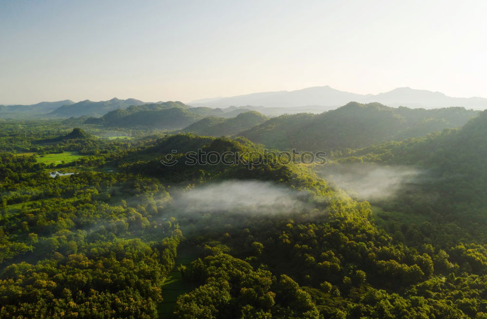 (Negative) transformation | rainforest becomes palm oil