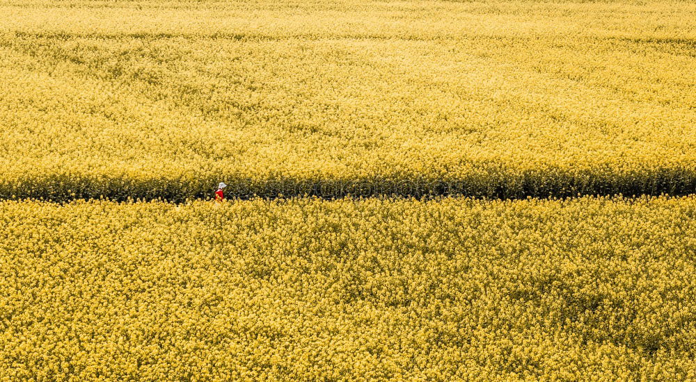 Similar – Peace in Rapsfeld I Canola