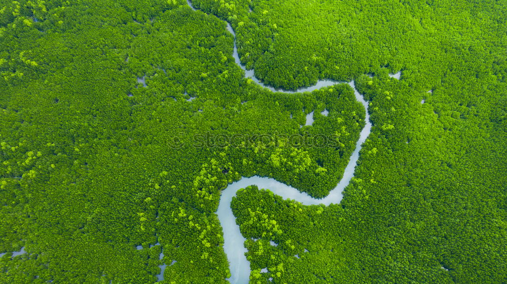 Similar – Image, Stock Photo Close up portrait of crocodile in green duckweed