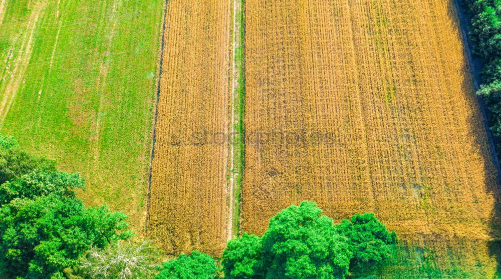 Felder Muster Baum Wellen