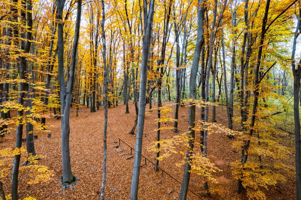 Similar – autumn forest Well-being