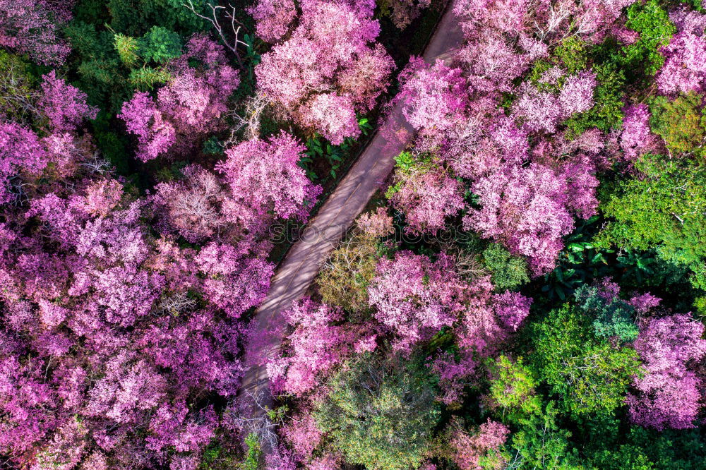 Similar – Image, Stock Photo bouquet of purple lilac