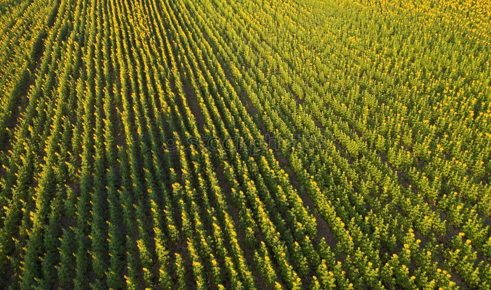 Similar – Image, Stock Photo maize field Vegetable