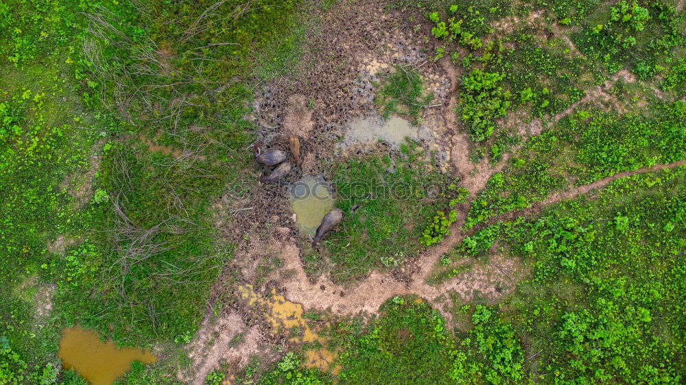 Image, Stock Photo Close up portrait of crocodile in green duckweed