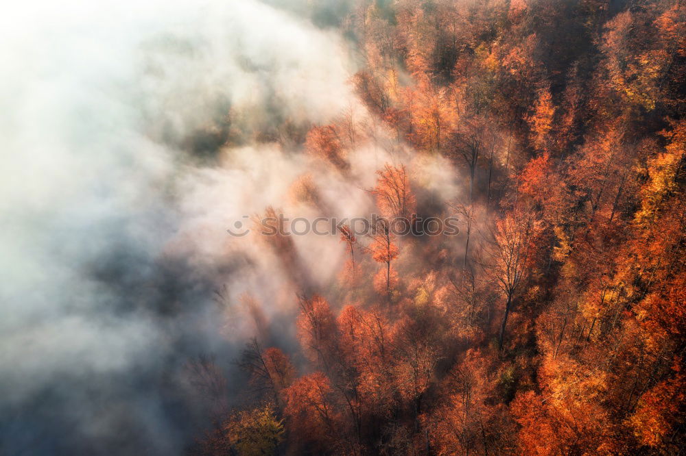 Similar – Image, Stock Photo Dramatic Detail Fire Burning Hill Brush and Tree