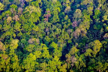 Similar – (Negative) transformation | rainforest becomes palm oil