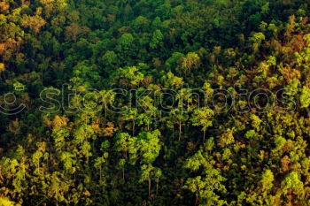 Similar – (Negative) transformation | rainforest becomes palm oil