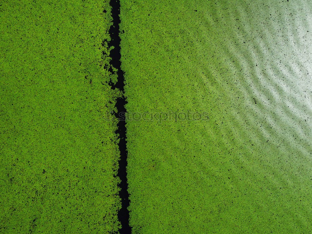 Similar – Image, Stock Photo Close up portrait of crocodile in green duckweed