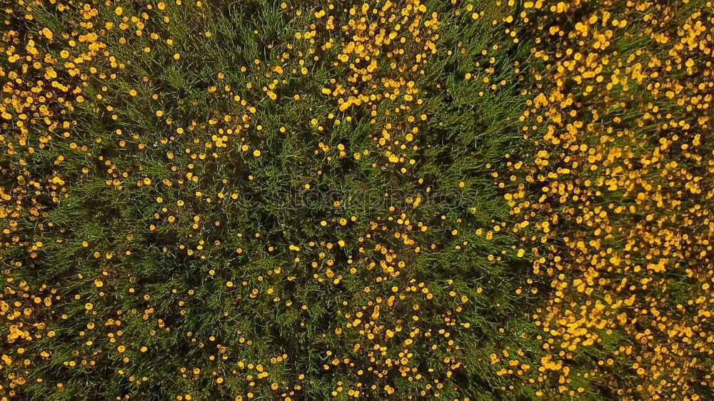 Similar – kornblumen Pflanze grün