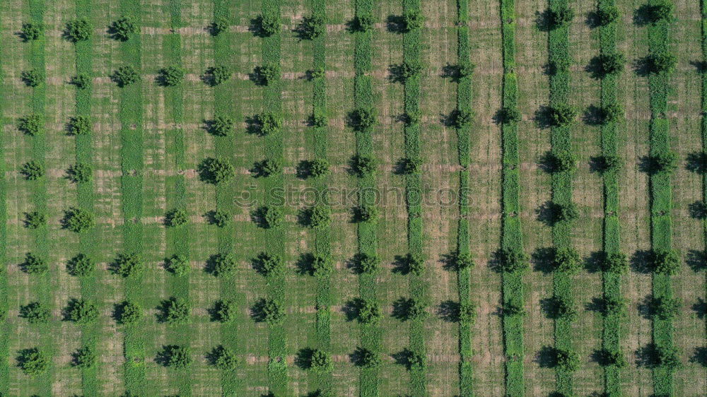 Similar – Pigeons on the sports field.