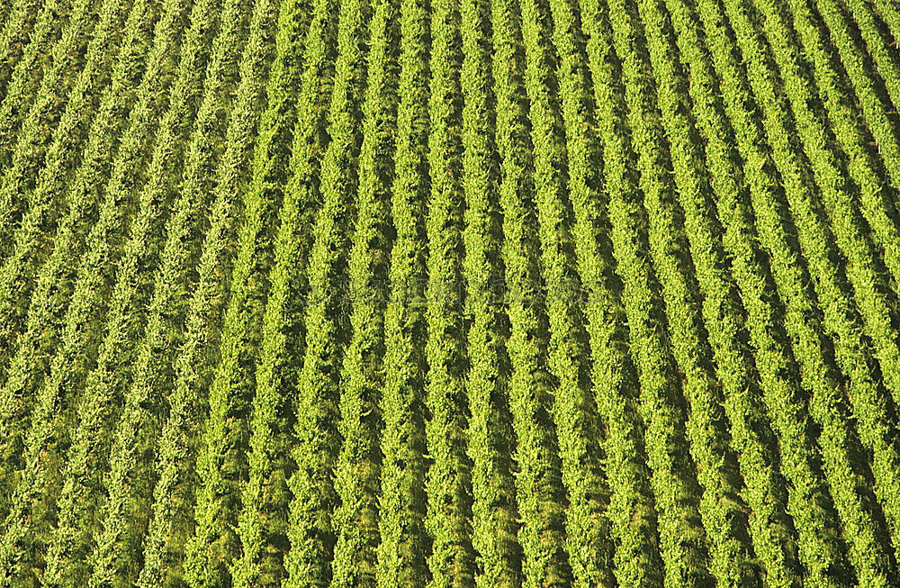 Similar – Image, Stock Photo maize field Vegetable