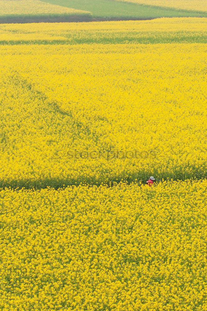 Peace in Rapsfeld I Canola