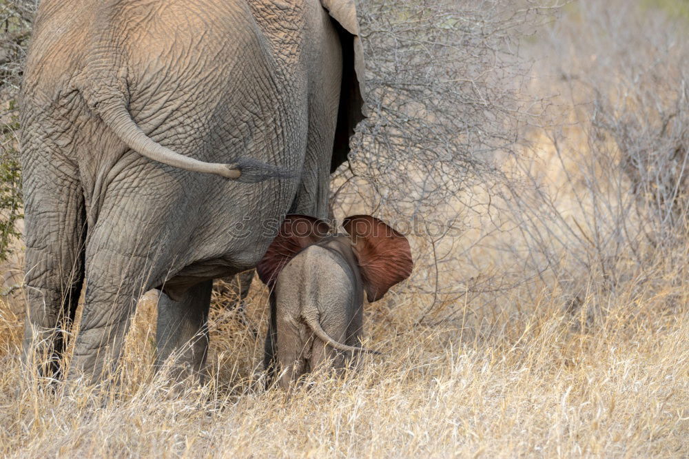 Similar – Image, Stock Photo Elephants in the addo elephant national park