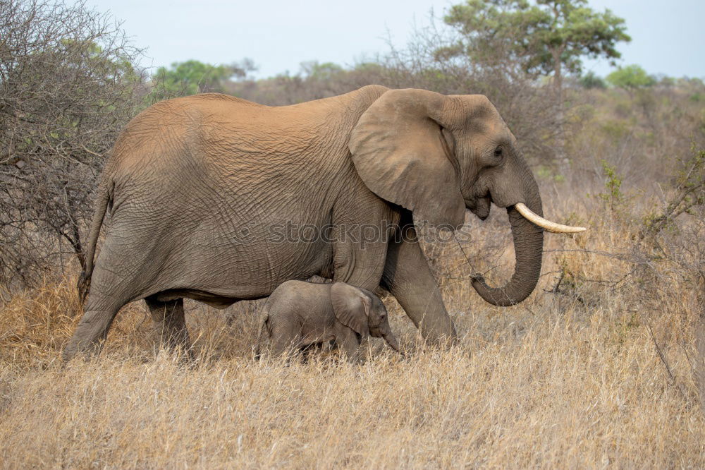 Similar – Image, Stock Photo Elephants in the addo elephant national park