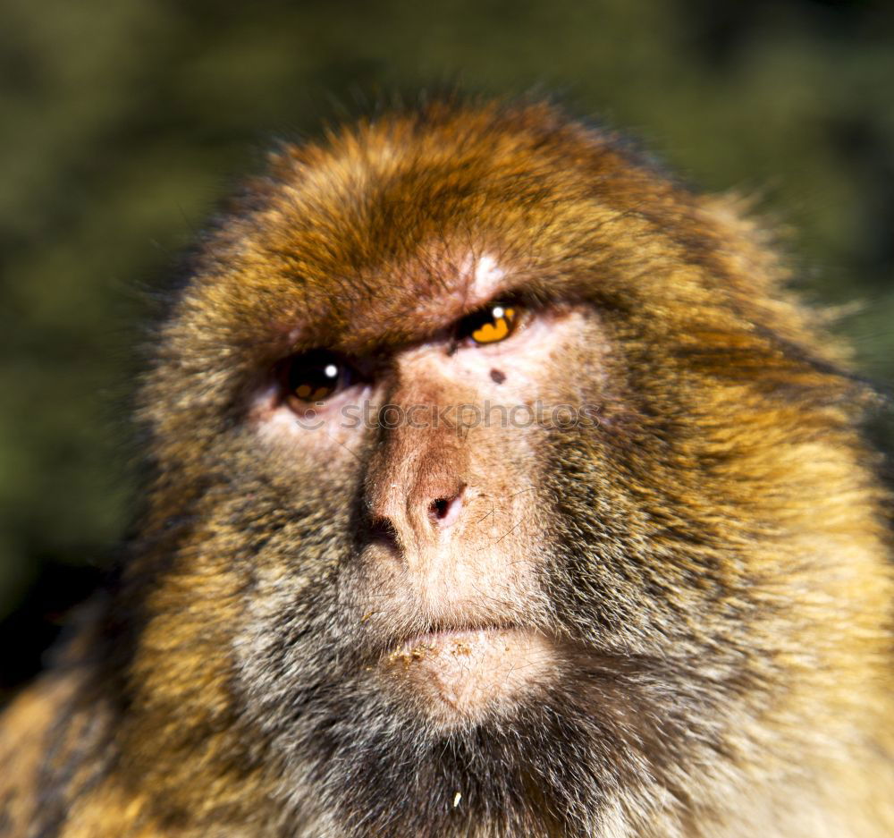 Similar – Image, Stock Photo mask wearer Animal