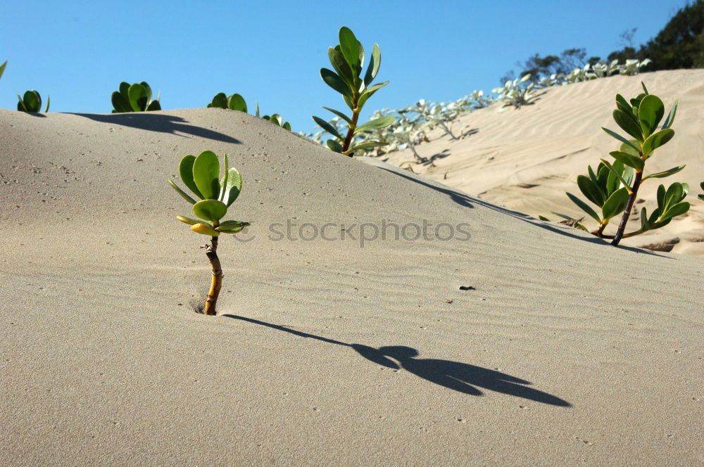 Similar – Image, Stock Photo survive… Environment