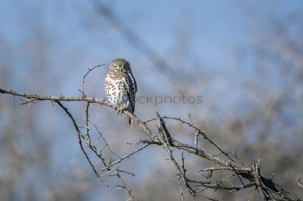 Image, Stock Photo Buzzard in the tree Nature