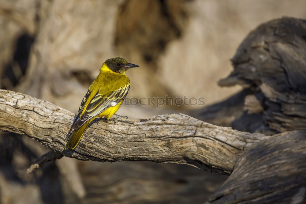 Similar – Weaver bird acrobatics