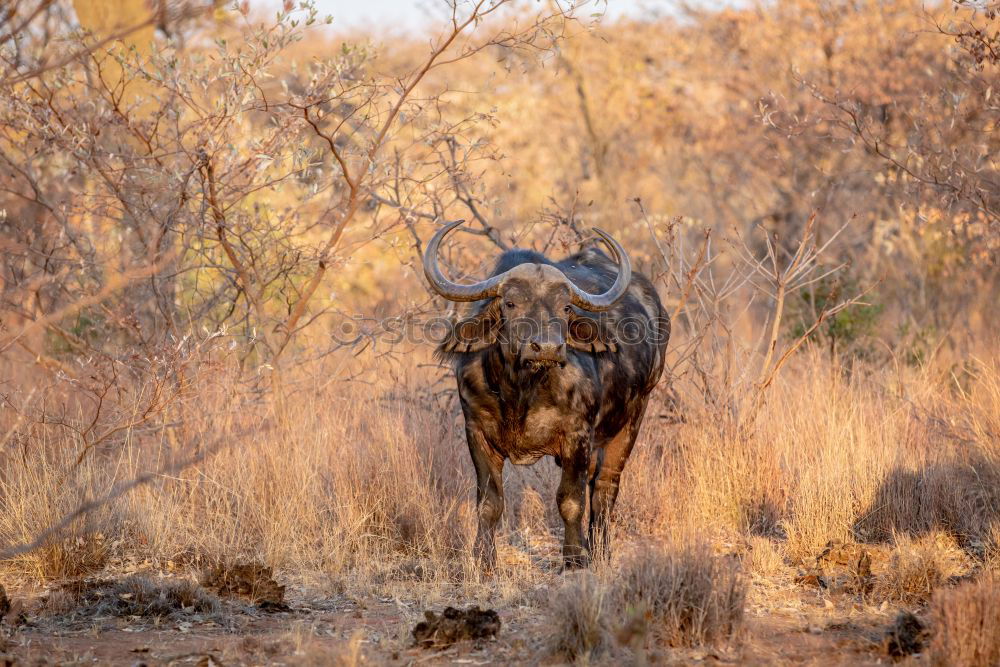 Similar – Lions hunt wildebeests