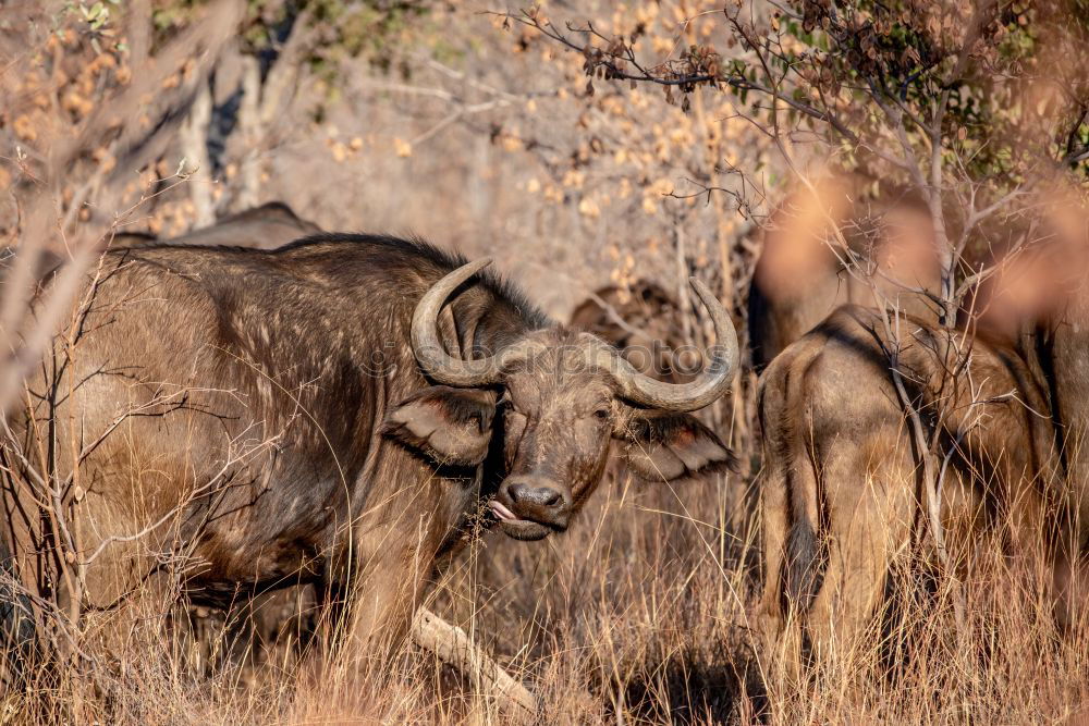 Similar – Lions hunt wildebeests