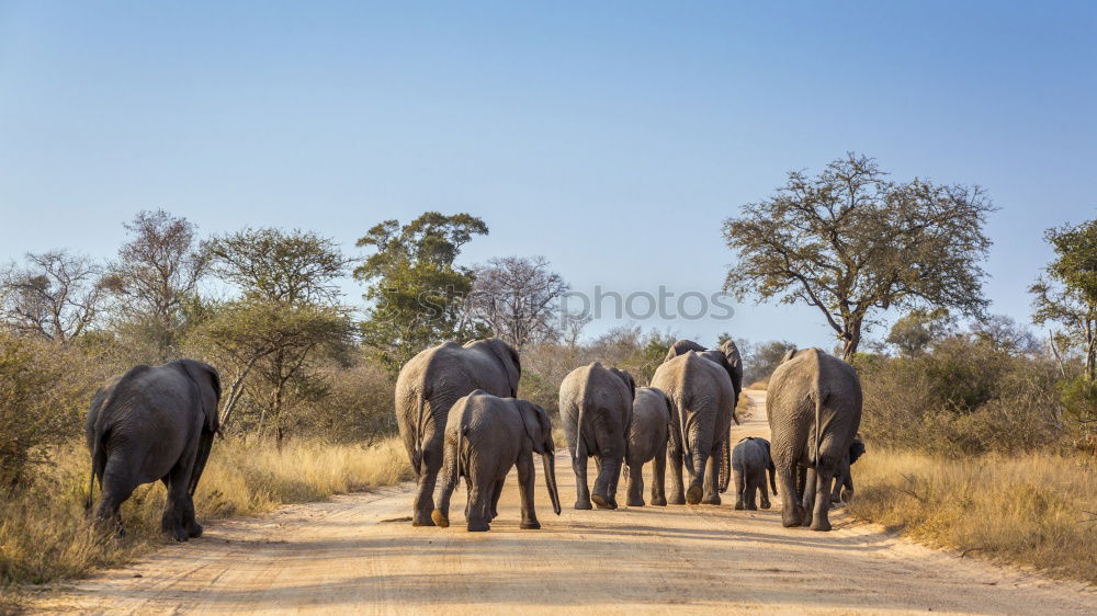 Image, Stock Photo Herd elephants in the savannah of Samburu Park