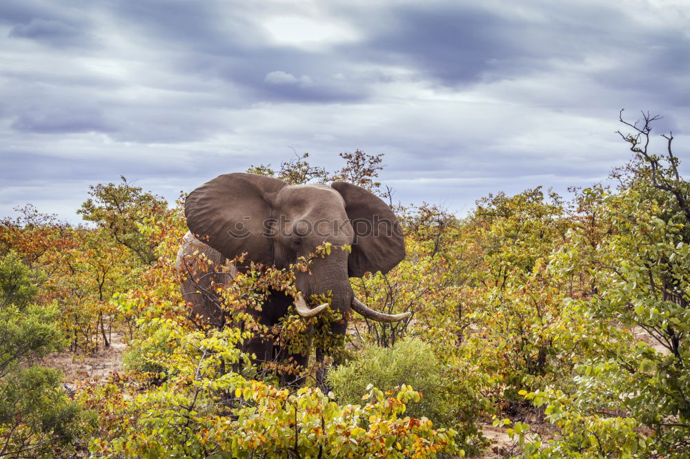 Image, Stock Photo # 846 Elephant Colossus