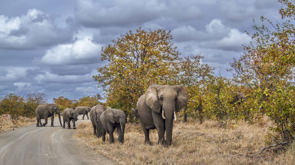 Similar – Image, Stock Photo Herd elephants in the savannah of Samburu Park
