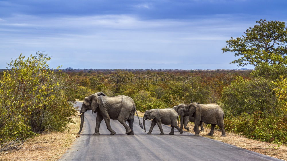 Similar – Image, Stock Photo Herd elephants in the savannah of Samburu Park