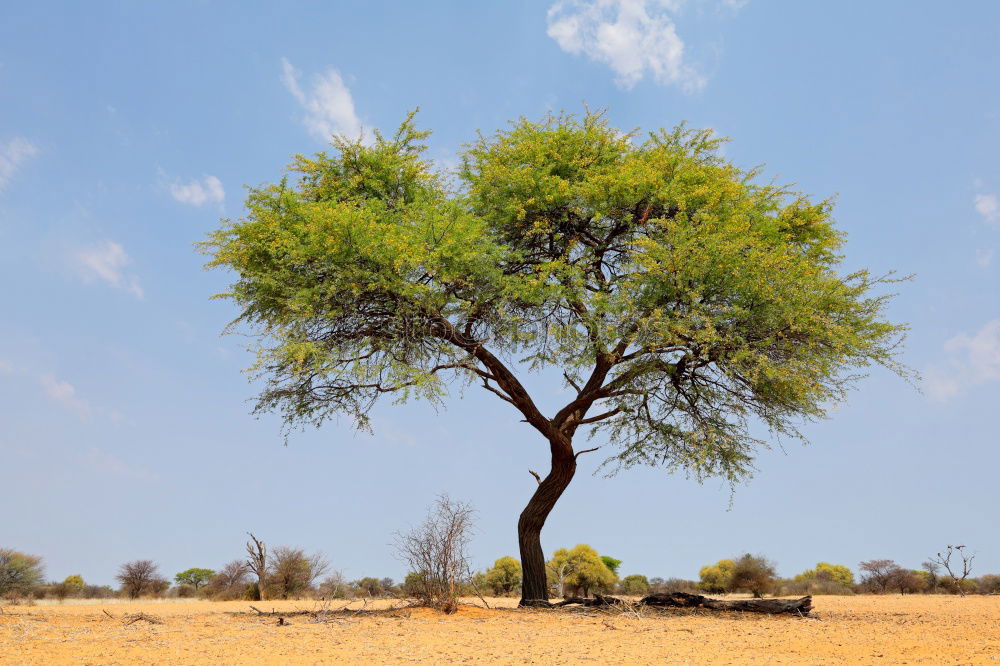 Similar – Pines offer shade on the beach in Sardinia